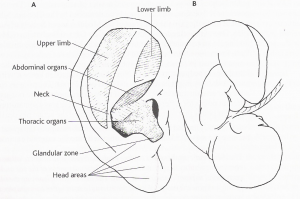 L'auricoloterapia: orecchio e feto rovesciato